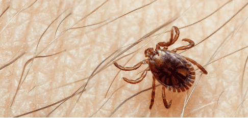 What is the Crimean-Congo Hemorrhagic Fever (CCHF)